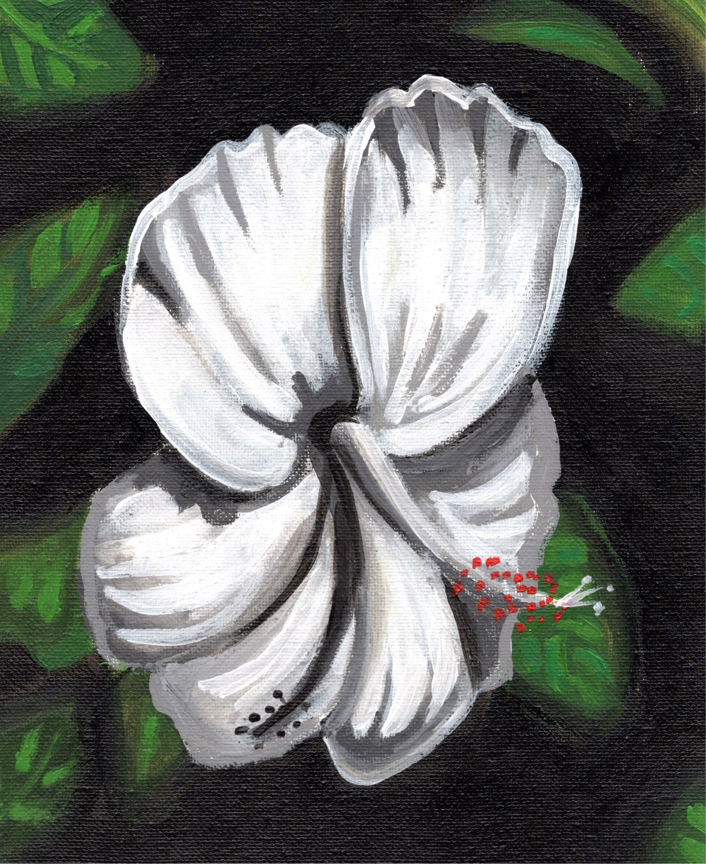Hibiscus Collection